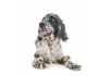 Sticker chien setter