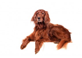 Sticker chien setter