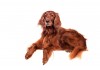 Sticker chien setter