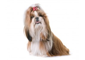 Sticker chien SHIHTZU