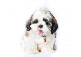 Sticker chien SHIHTZU