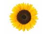 Sticker Tournesol