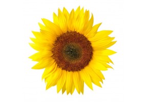 Sticker mural Tournesol