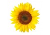 Sticker Tournesol