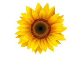 Autocollant Tournesol