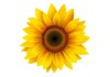 Autocollant Tournesol