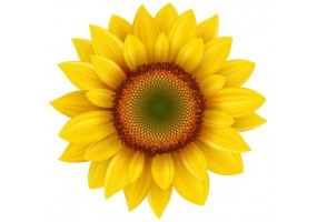 Stickers muraux Tournesol