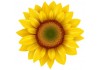 Stickers muraux Tournesol