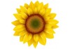 Sticker Tournesol