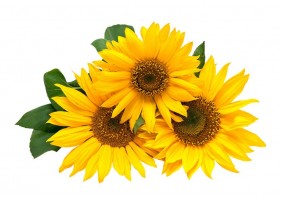 Sticker trois Tournesol
