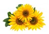 Sticker trois Tournesol