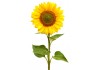 Sticker Tournesol