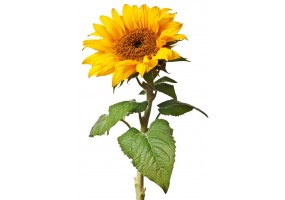 Sticker Tournesol feuille