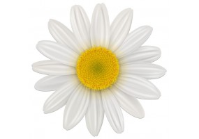 Sticker mural Marguerite