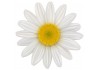 Sticker mural Marguerite