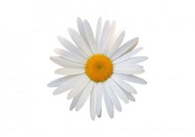 Sticker deco fleur Marguerite