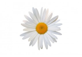 Sticker Marguerite