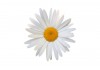 Sticker deco fleur Marguerite