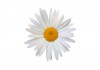 Sticker Marguerite