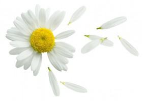 Autocollant Marguerite