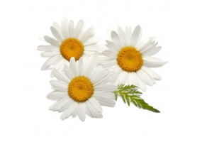 Sticker Marguerite mulitude fleurs