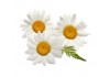 Sticker Marguerite mulitude fleurs
