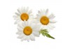 Sticker Marguerite