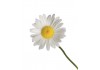 Sticker Marguerite