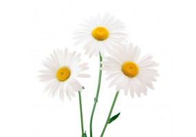 Sticker Marguerite pas cher