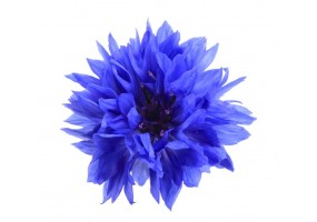 Sticker bleuets bouton fleur