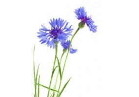 Autocollant bleuets
