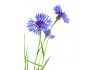 Autocollant bleuets