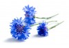 Sticker bleuets avec tige