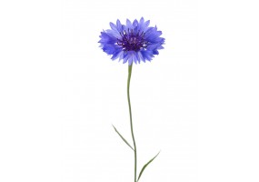 Sticker bleuets geant