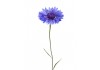Sticker bleuets geant