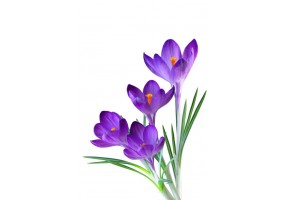 Autocollant crocus