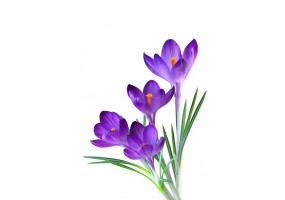 Sticker crocus