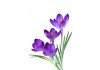 Autocollant crocus