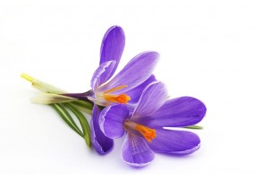 Sticker crocus