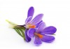 Sticker crocus