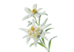 Autocollant edelweiss