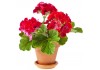 Sticker geranium