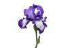 Sticker iris