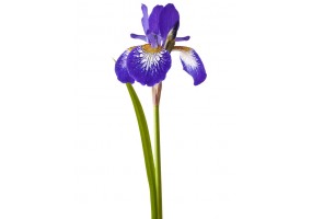 Sticker iris