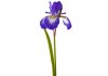 Sticker iris