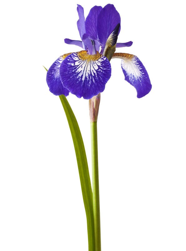 Sticker iris