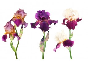 Sticker iris
