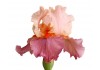 Sticker iris pas cher