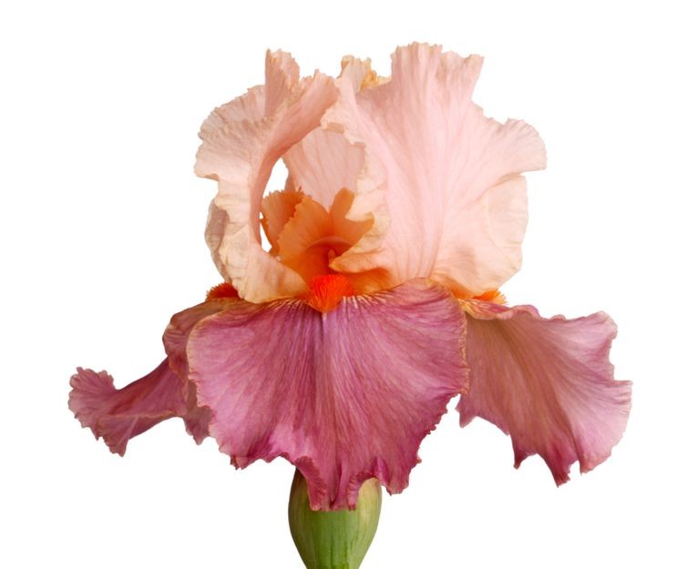 Sticker iris pas cher 