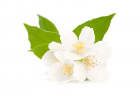Autocollant jasmin
